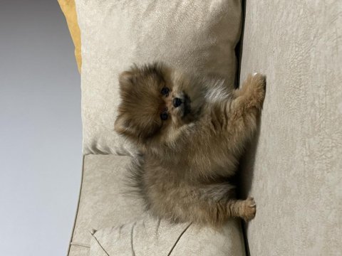 2 aylık tuvalet eğitimli dişi pomeranian uygun
