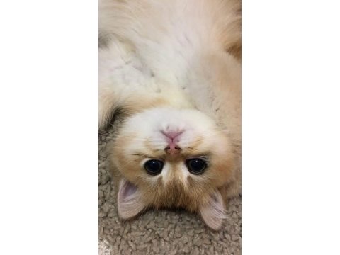 Muhteşem british shorthair bebeklerimiz ailelerine bekliyor