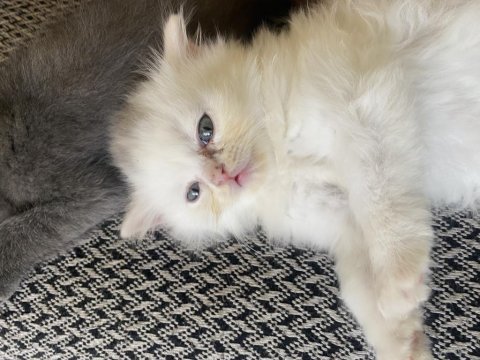 British longhair ve shorthair
