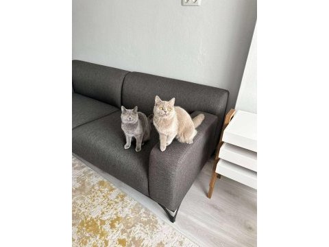 9 aylık british shorthair yavrular