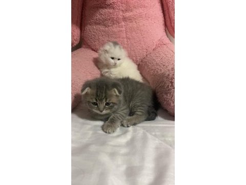 1.5 aylık scottish fold bebekler yuva arıyor