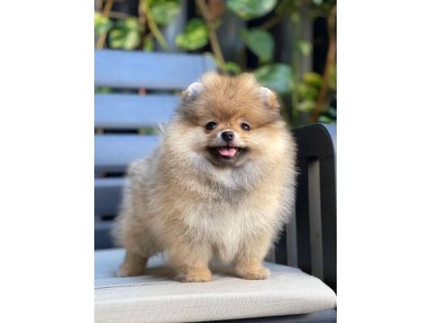 Yurt dışından gelen pomeranian yavrumuz