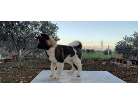 Mükemmel anotomide erkek amerikan akita yavrumuz