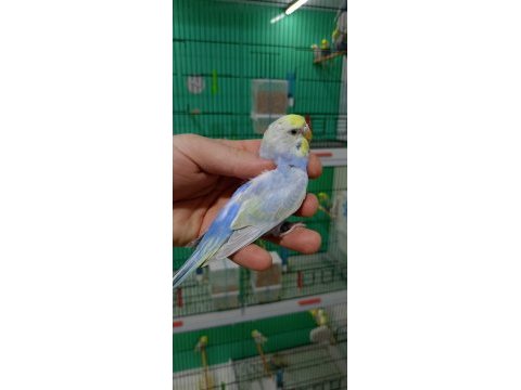 Rainbow muhabbet kuşları