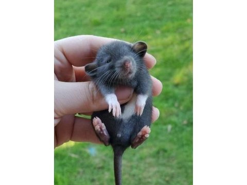Rat - dumbo rat yavrular ve malzemeleri adrese teslim var