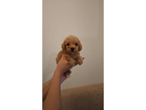 Orjinal sıfır numara maltipoo bebekler