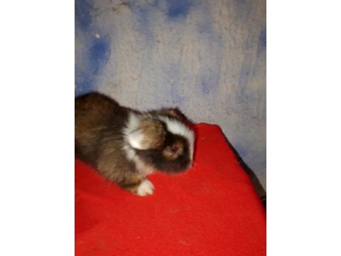 Teddy lop tavşan yavrular mavi göz