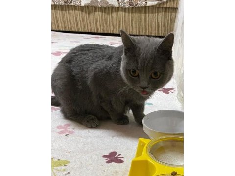 Acil sahiplendirilecek british shorthair
