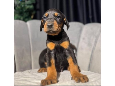 Erkek doberman king yavrularımız mağazamızdan sizlerle