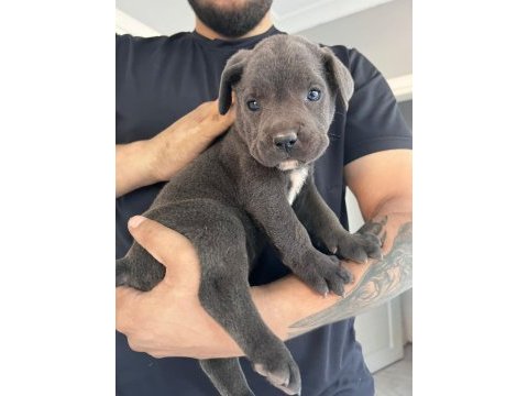Minik cane corso devler yeni ailelerini bekliyor