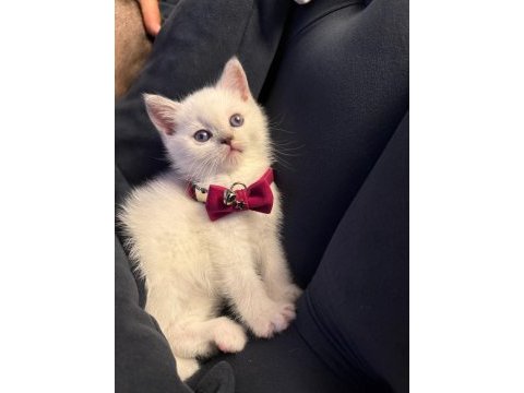 British shorthair yavru kedimiz