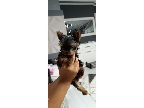 3 aylık teacup yorkshire terrier