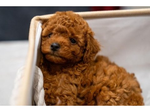 5 tane miniş toy poodle