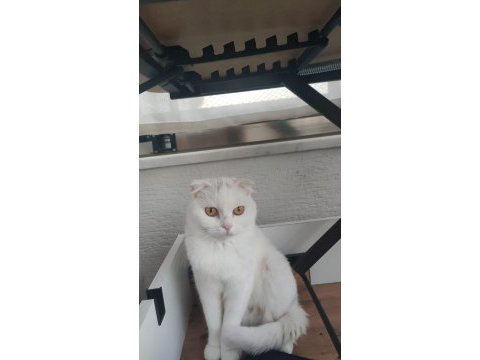 Güzel kız british shorthair