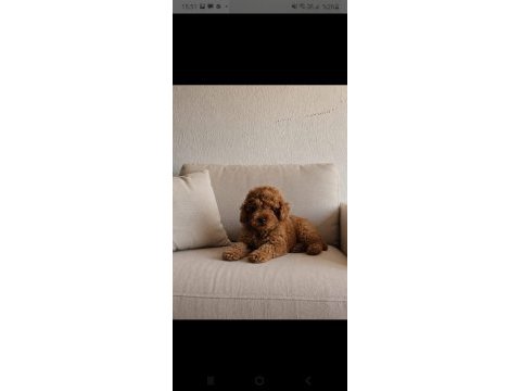 Poodle yakışıklımız