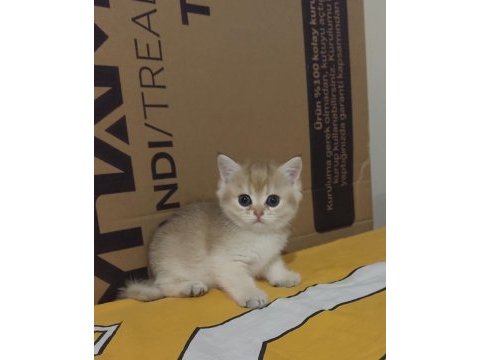 Safkan british shorthair 45 günlük