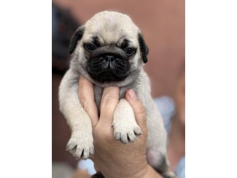 Pug mops bebekler