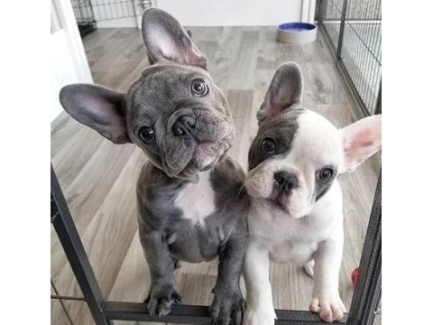 Harika anatomi french bulldog yavrular