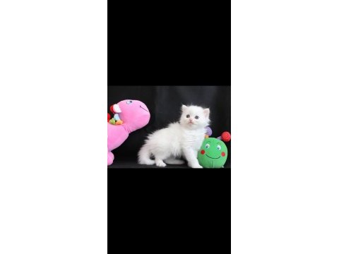 Hodri meydan daha güzeli yok scottish fold