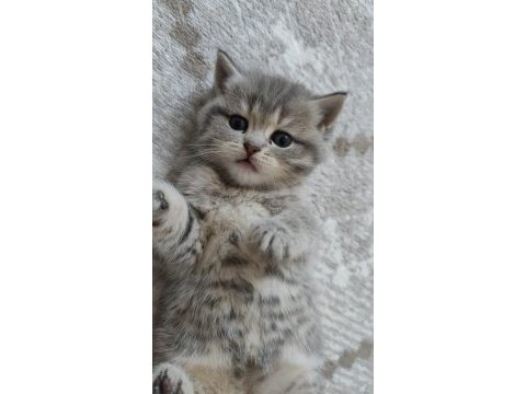 British shorthair kedisi