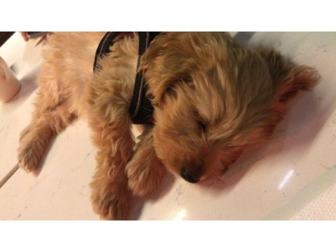 Oyuncu eğitimli maltipoo