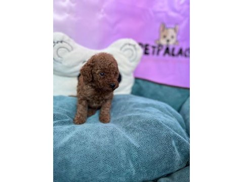 Redbrown toy poodle bebekler
