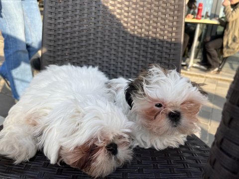 2 aylık shih tzu erkek ve dişi