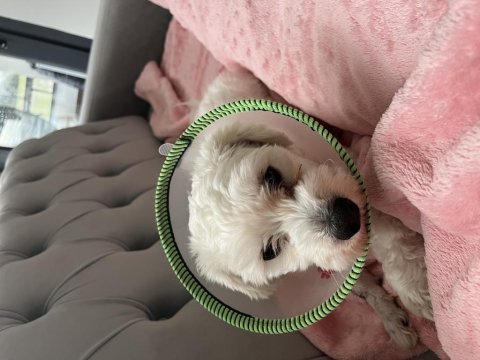 Maltese terrier köpeği