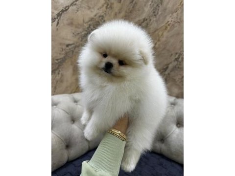 A kalite pomeranian bebekler