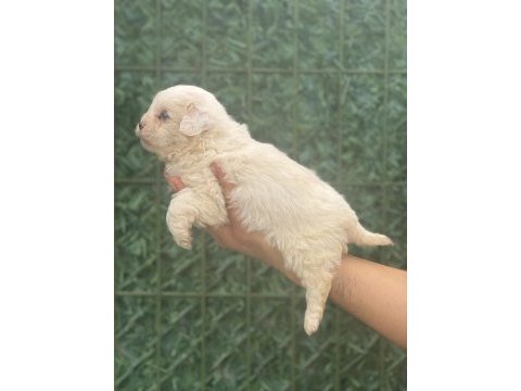 Maltipoo köpeği yavrularım
