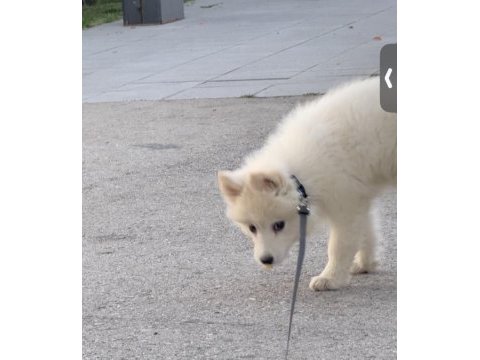 2,5 aylık samoyed yavrum ücretli sahiplendirilecek