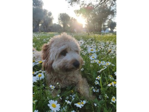 10 aylık eğitimli maltipoo