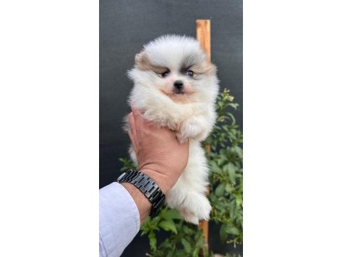 Sağlık ve ırk garantili pomeranian yavrumuz