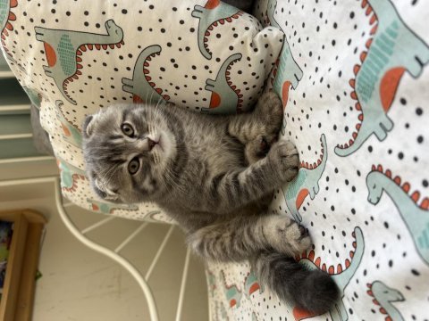 2 aylık scottish fold erkek