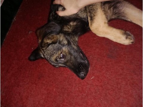 Bu minik köpeğe yuva olmak ister misiniz sokakta kalmasın