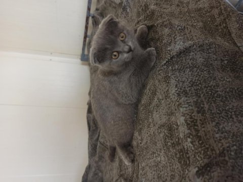Acil satılık scottish fold