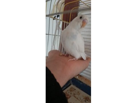 Yavru muhabbet kuşu bulunur ele alıştırmalık erkek