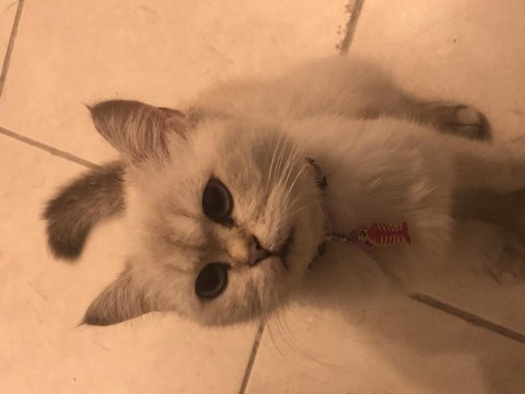 Acil satılık kedimiz için ul