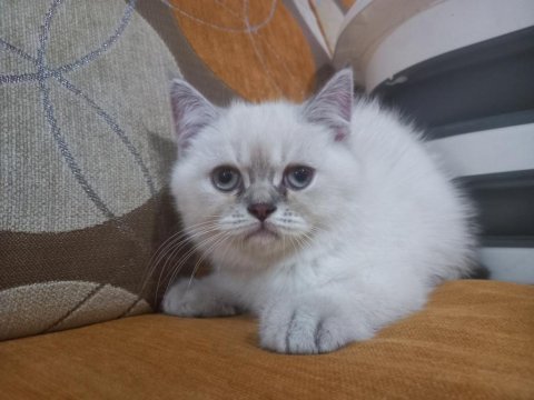 4 adet 2.5 aylık silver point british shorthair