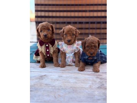 Toy poodle köpeği