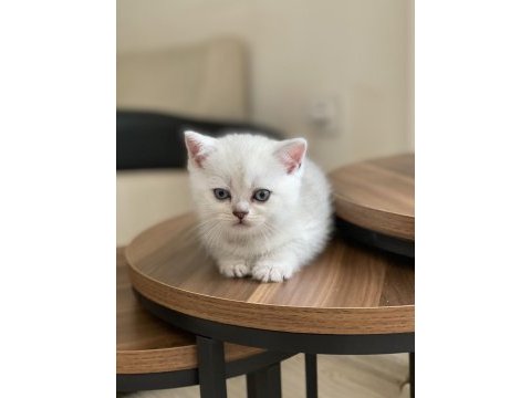 Chinchilla yavrularımız yeni ailelerini bekliyorlar