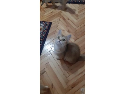 Golden british shorthair