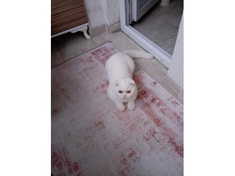 1 yaşında scottish fold