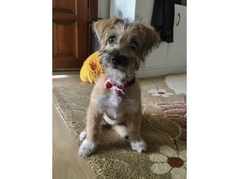Ücretsiz sahiplendirilecek dişi kromforhlander köpeğimiz