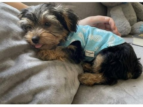 Tuvalet eğitimi tam köpeğimiz