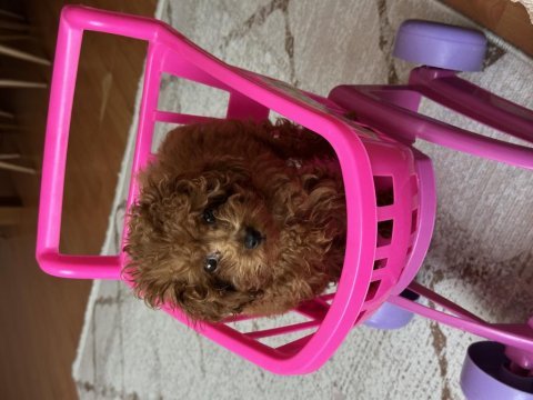 Kore tea cup poodle