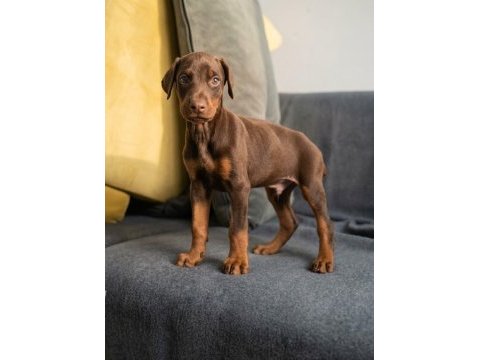 Kızıl erkek doberman yavru
