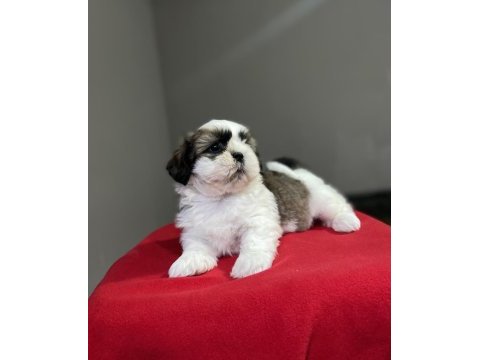 Shih-tzu (şitsu) yavrularımız yeni ailesini bekliyor