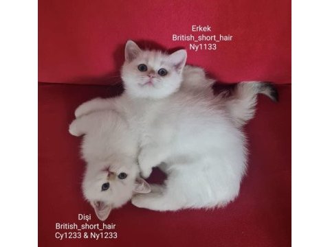 Anne baba şecereli full şampiyon kan hattı british