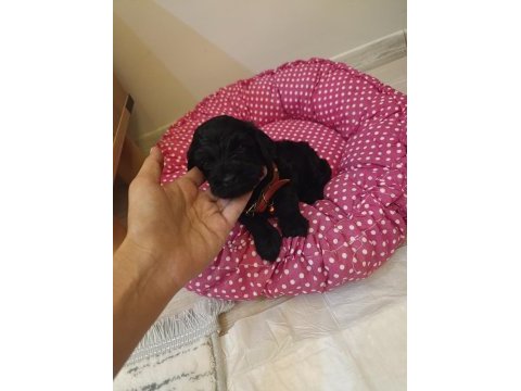 Bebek toy poodle 40 günlük